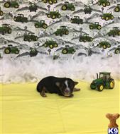 mixed breed puppy posted by little paws kennel